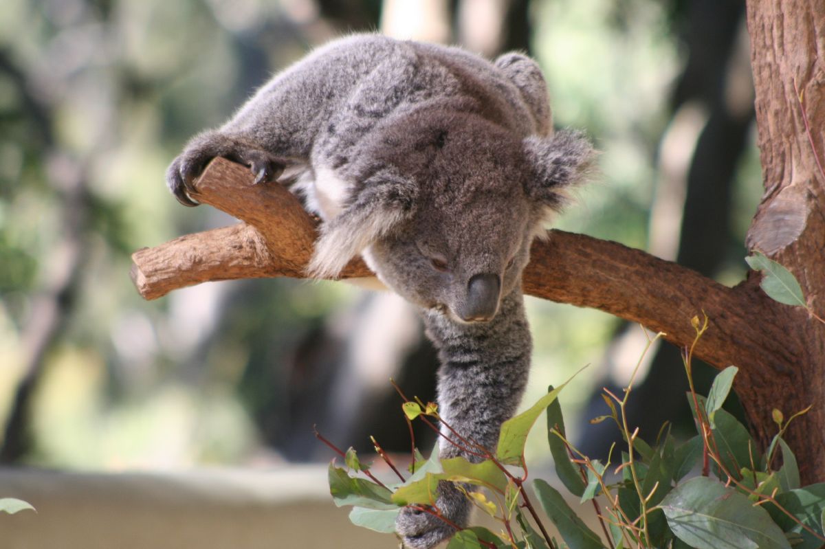 coala taronga zoo