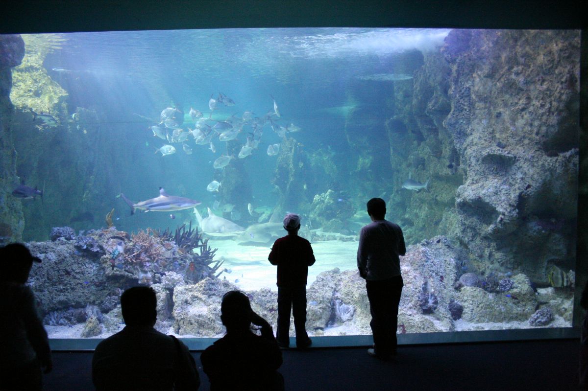 the sydney aquarium