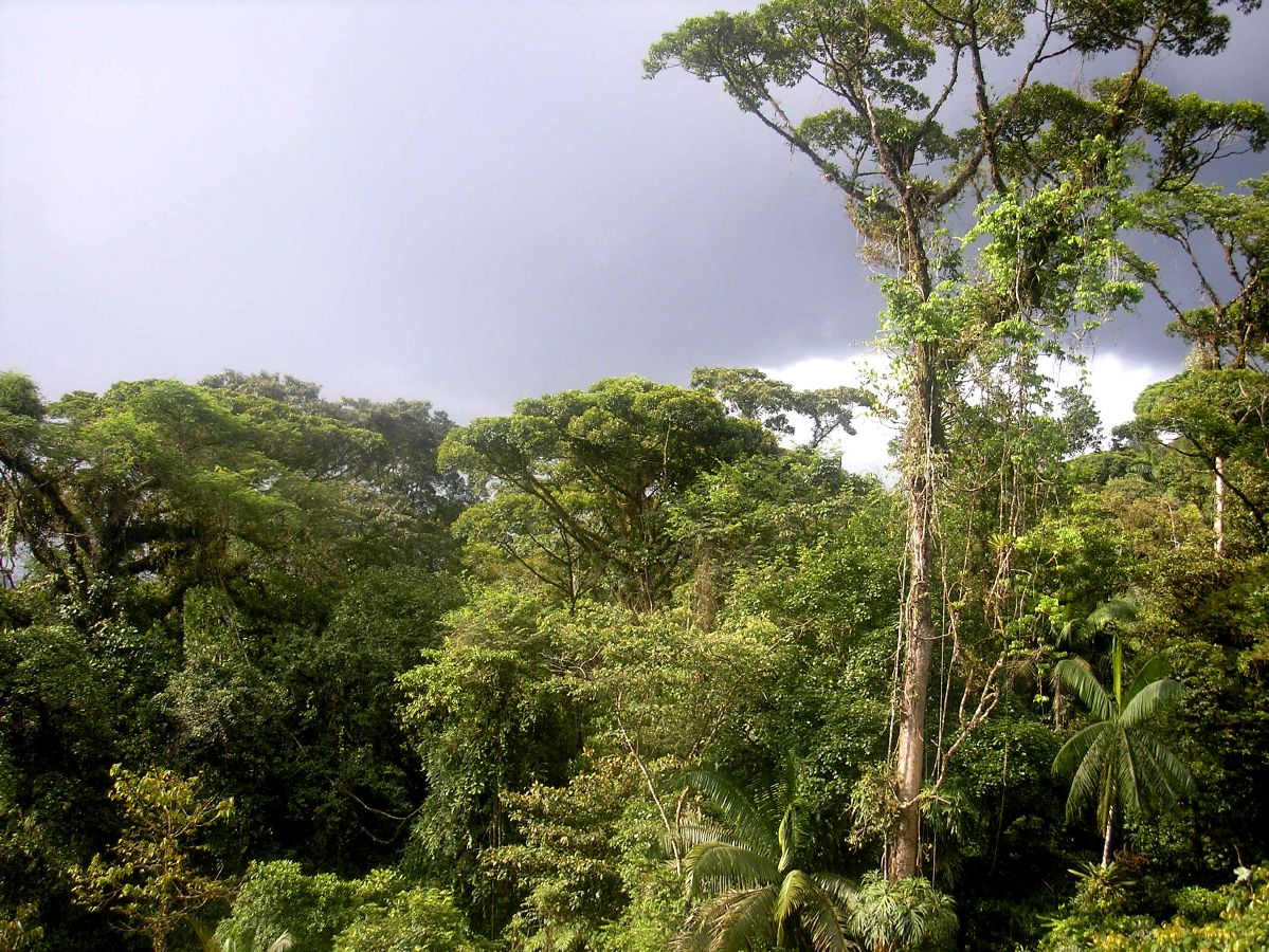 South American rainforest equatorial climate zone